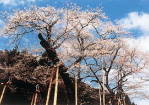 02091100薄墨の桜.tiff